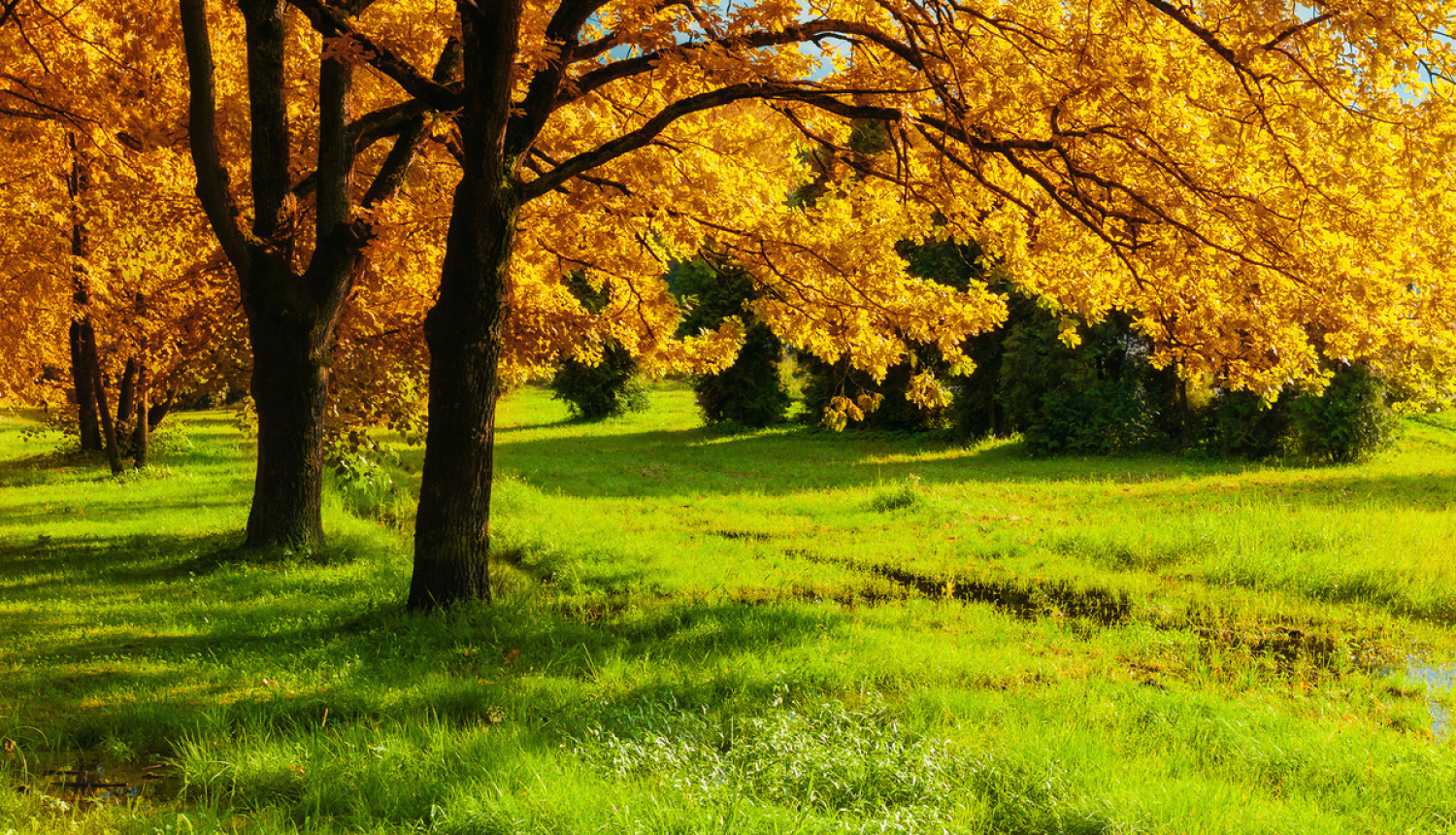 Aicina izvairīties no bīstamas augu slimības ievešanas Latvijā