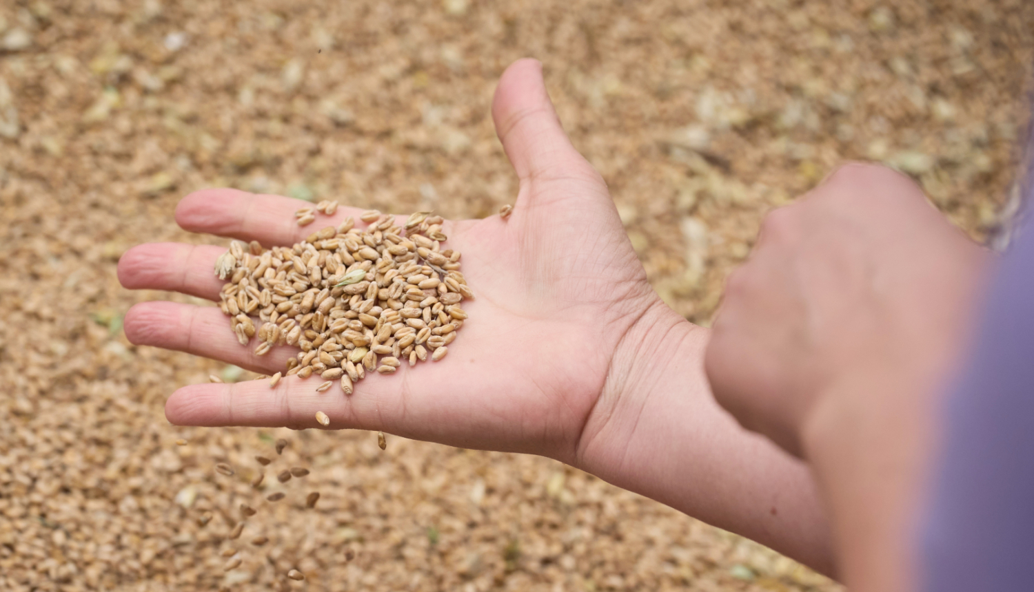 Saujā labības graudi