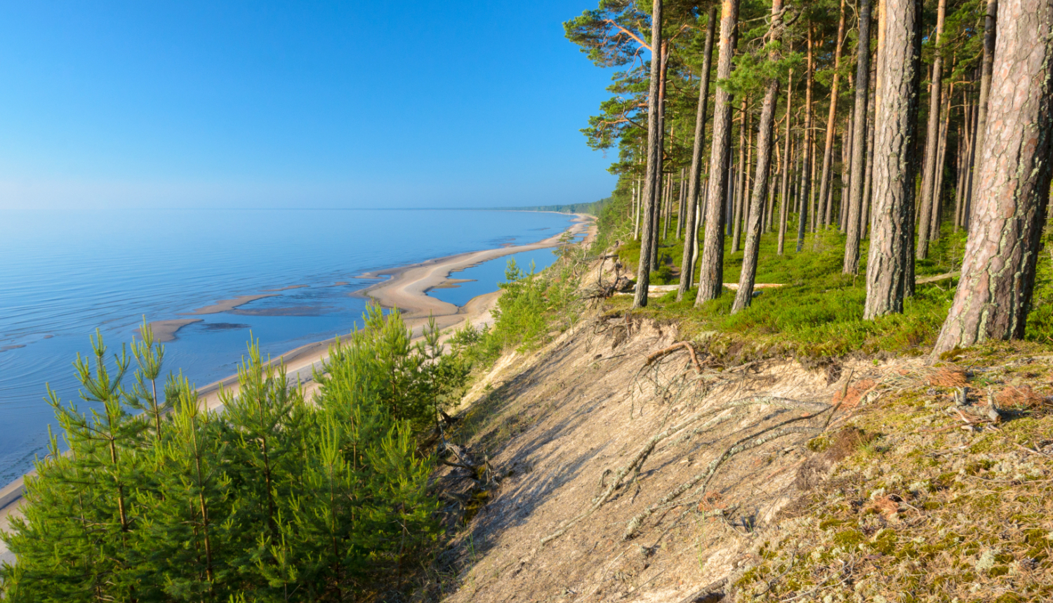 Priežu mežs jūras stāvkrastā