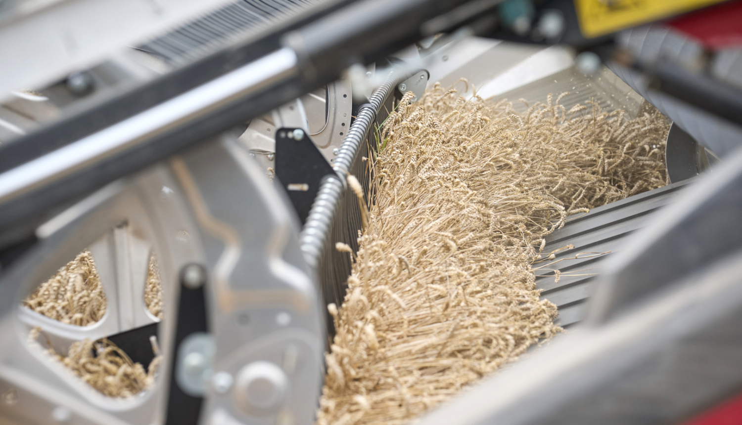 Kombains kuļ graudus