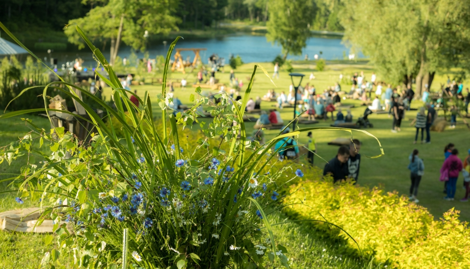 Skaista Latvijas dabas ainava, ziedu pļava, cilvēki, ezers. 