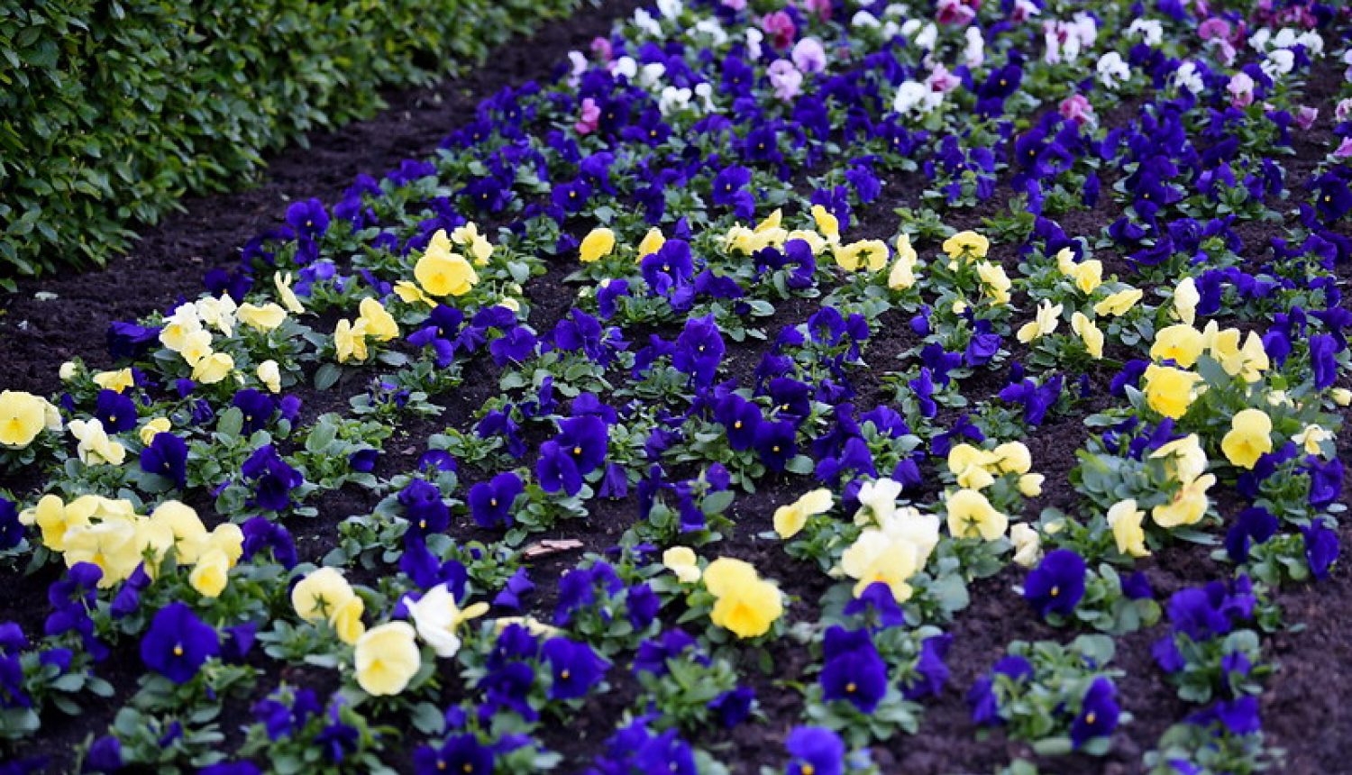 Ziedu dobe pie Ministru kabineta ēkas. Tumši violetas un dzeltenas atraitnītes veido ES karogu.