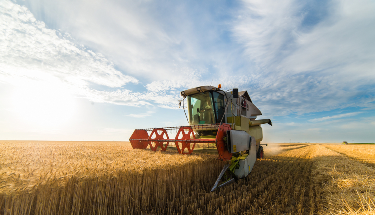 Graudu ražas novākšana