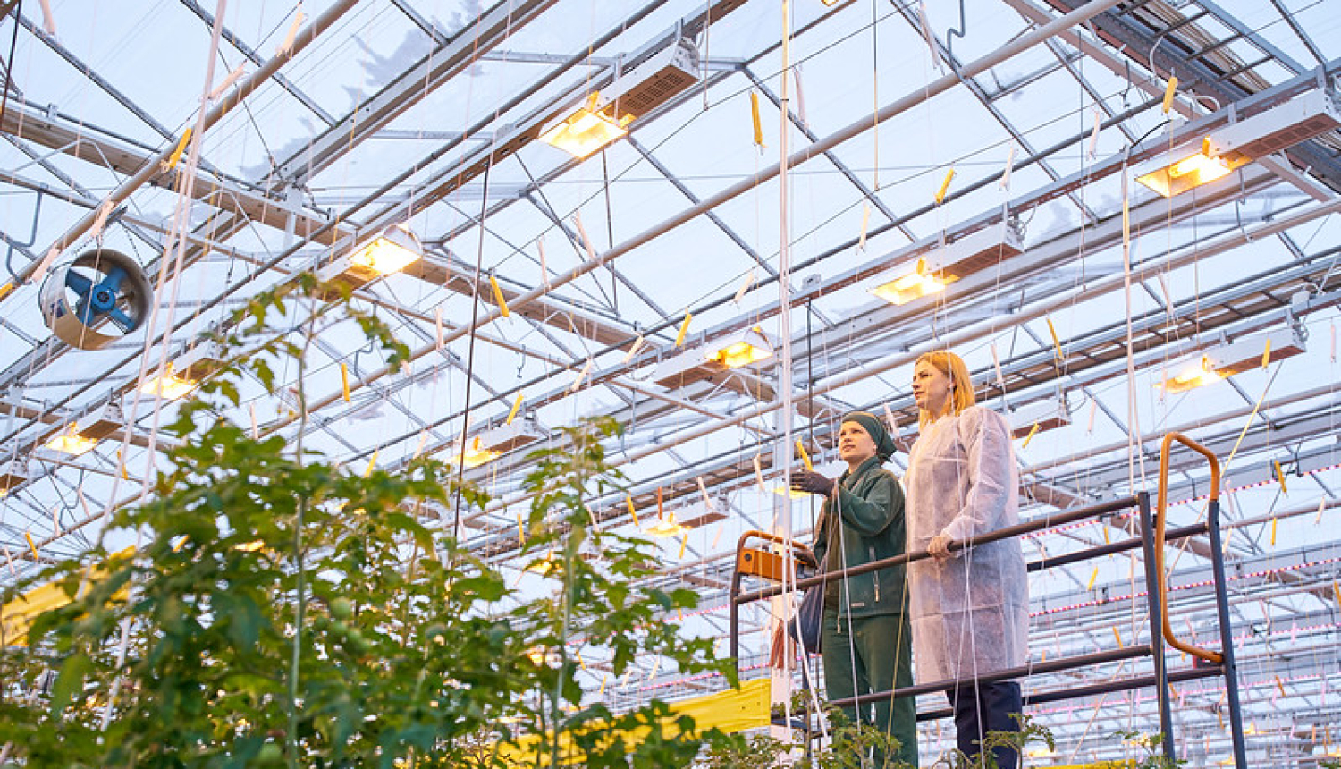 Ministru prezidente Evika Siliņa reģionālajā vizītē - siltumnīcā, kur aug tomāti. Evikai Siliņai blakus stāv siltumnīcas darbinieki. 