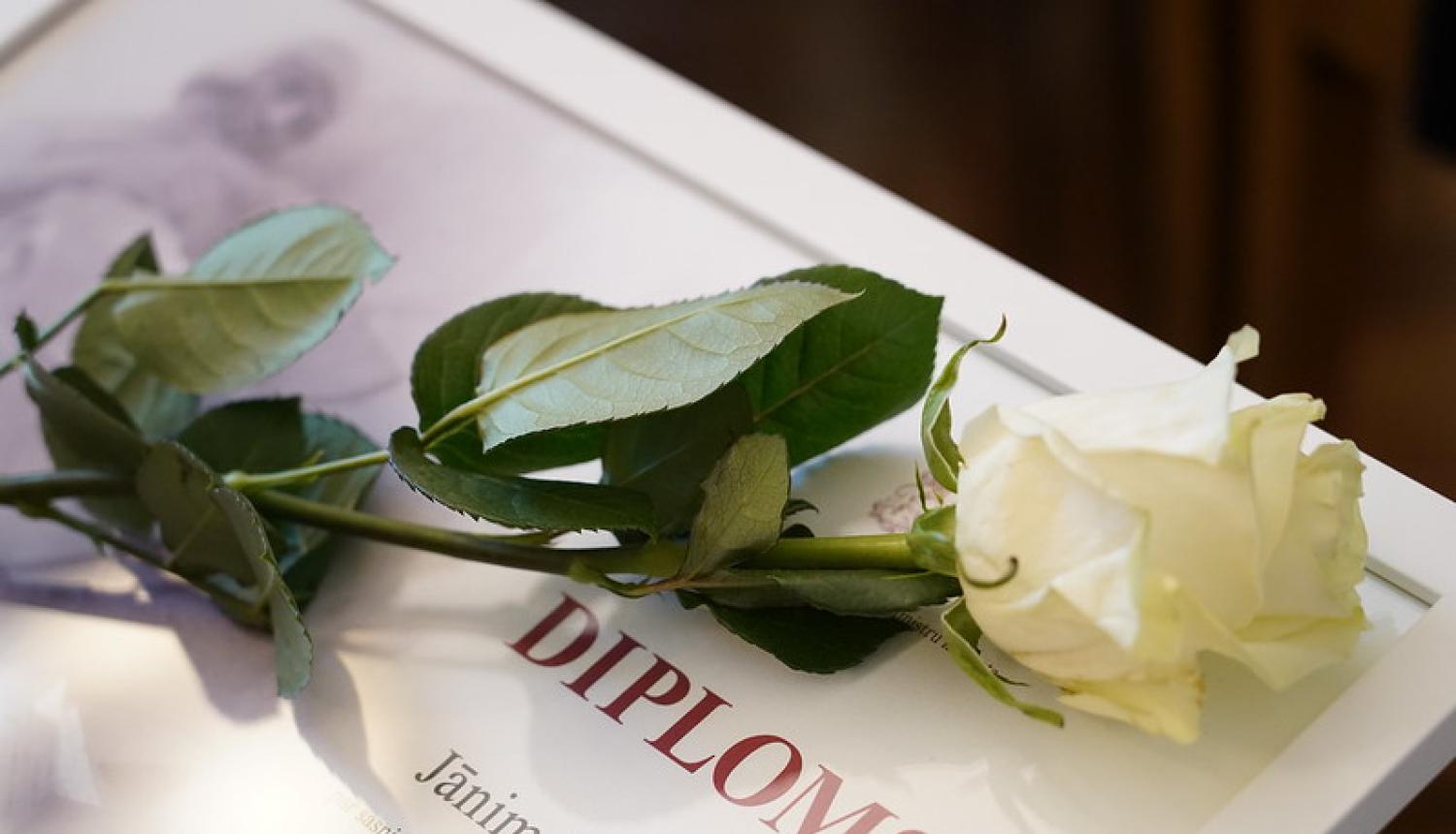 Ministru kabineta Diploms. Uz Diploma balta roze.