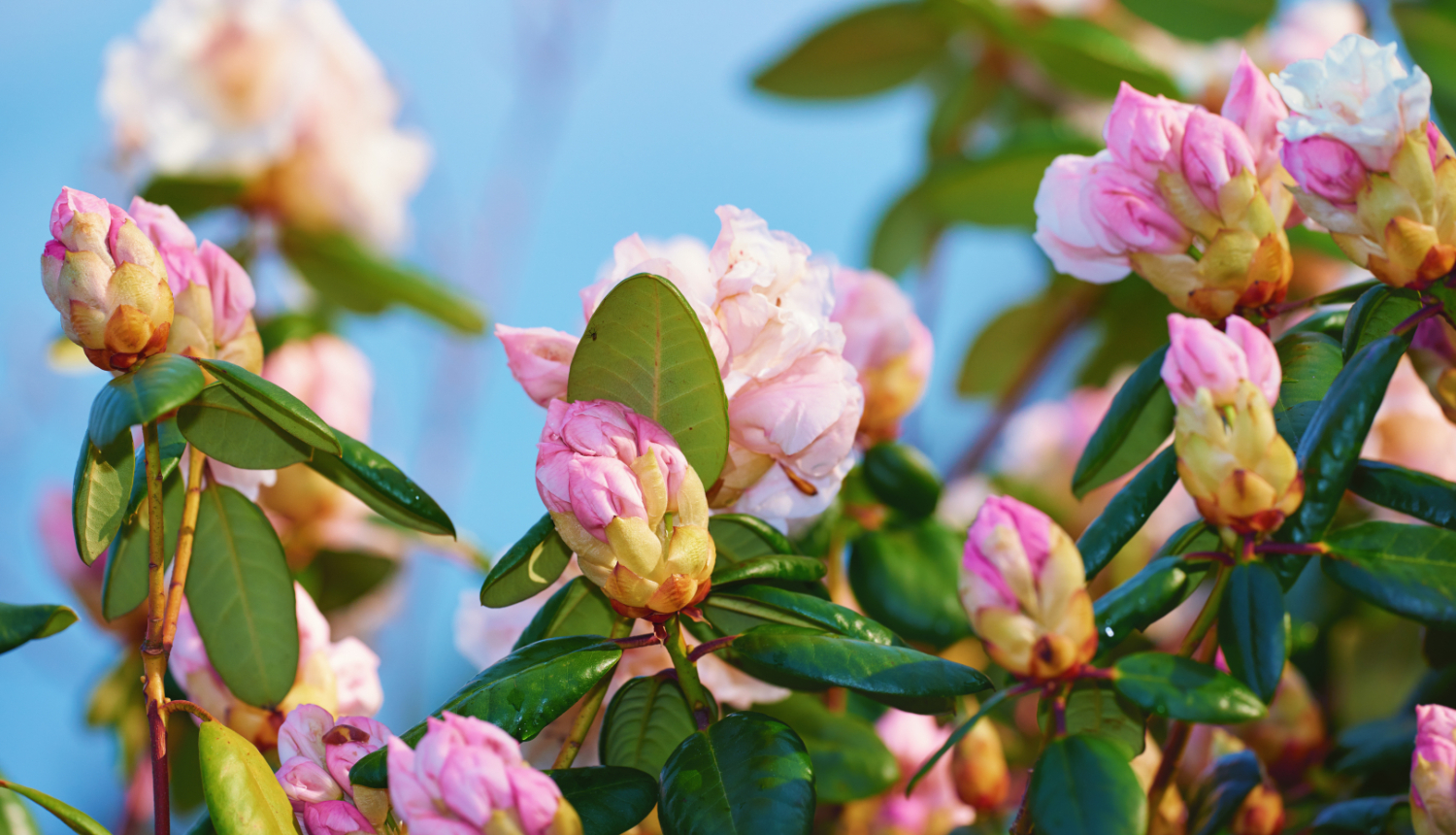 Rododendru krūms ar rozā ziedu pumpuriem