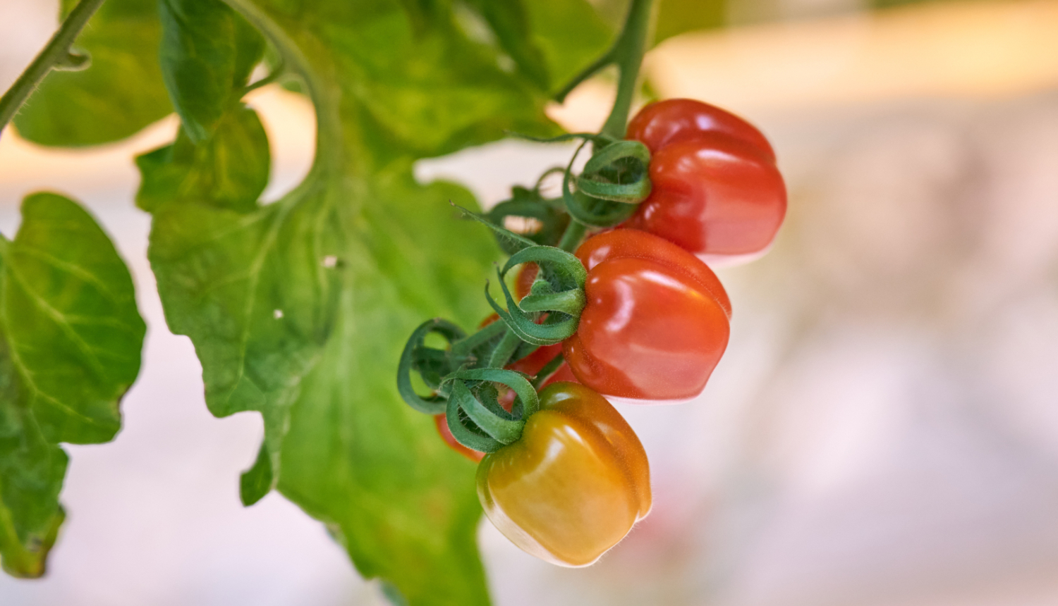 Trīs tomāti ķekarā