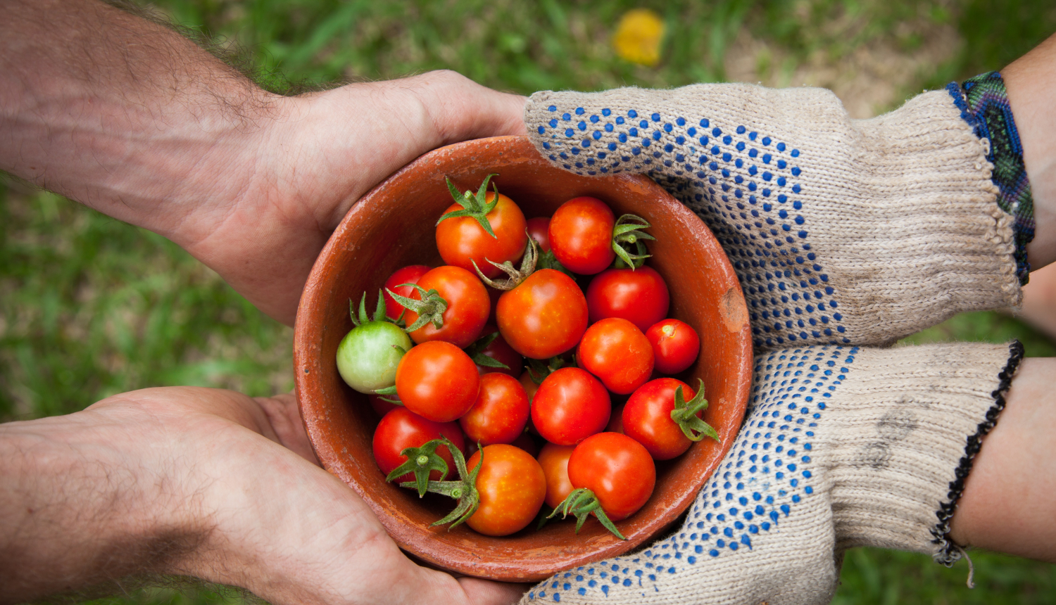 Tomāti; attēla avots: unsplash.com