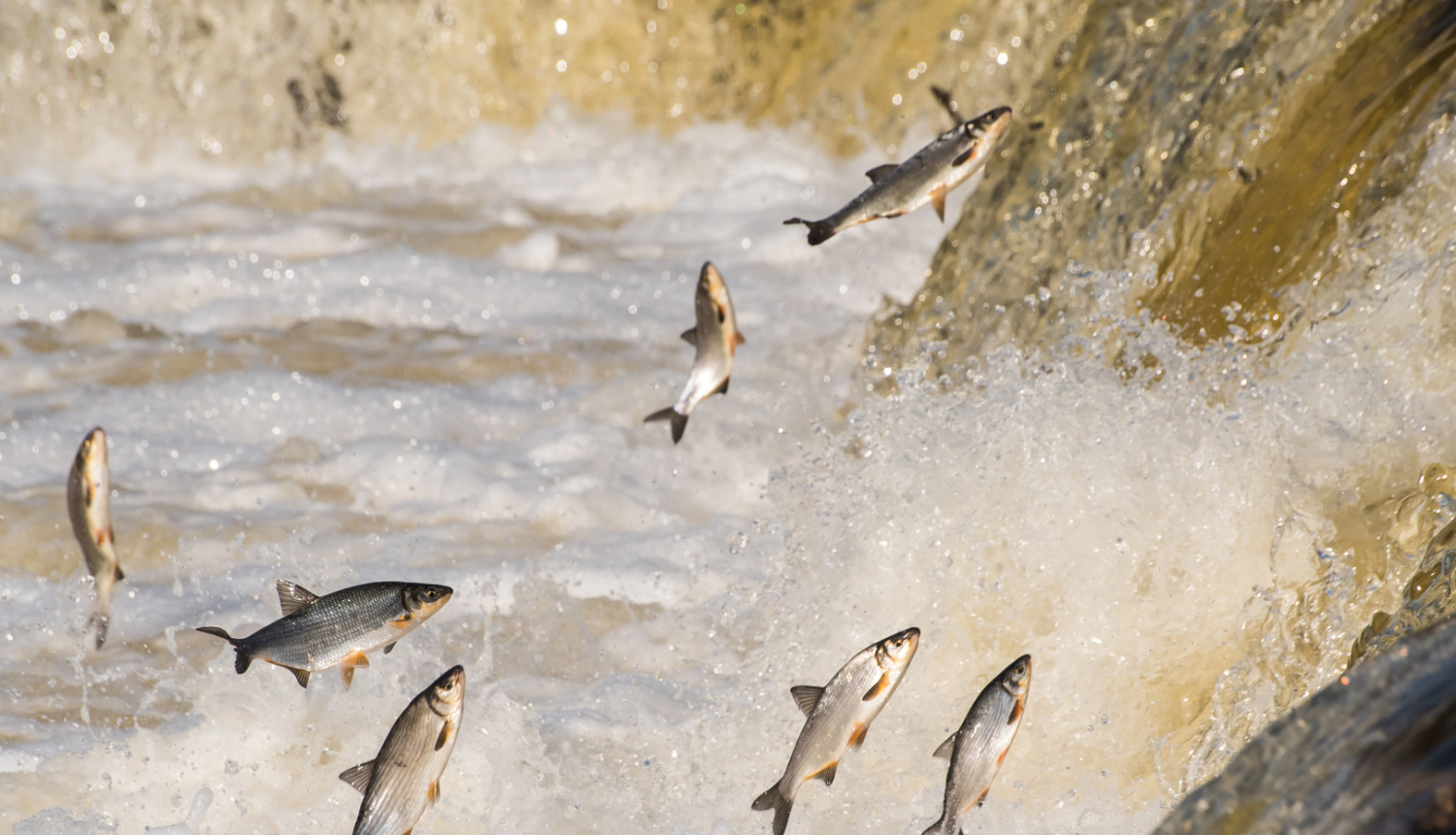 Zivis lec Ventas rumbā