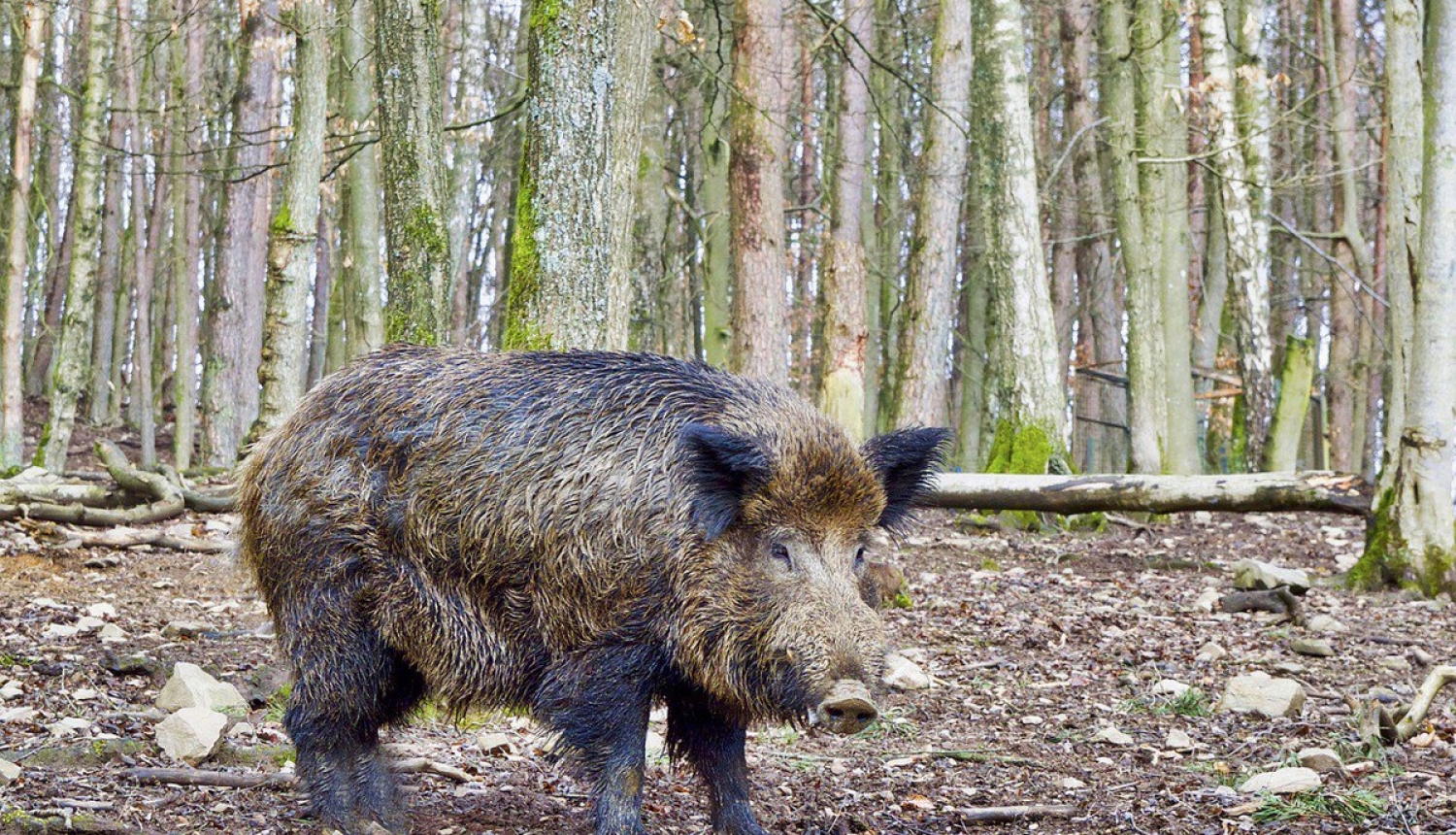 Veiktas izmaiņas Āfrikas cūku mēra riska zonu teritorijā