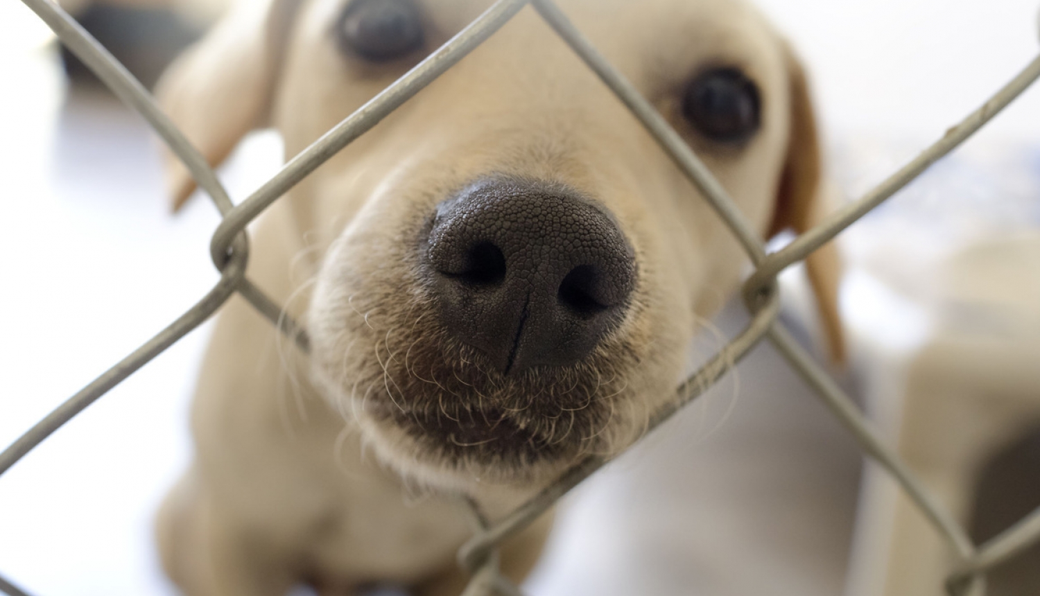 Suņa apzīmēšana un reģistrācija veicama līdz četru mēnešu vecumam vai agrāk, ja suns tiek atsavināts pastāvīgai turēšanai ārzemēs