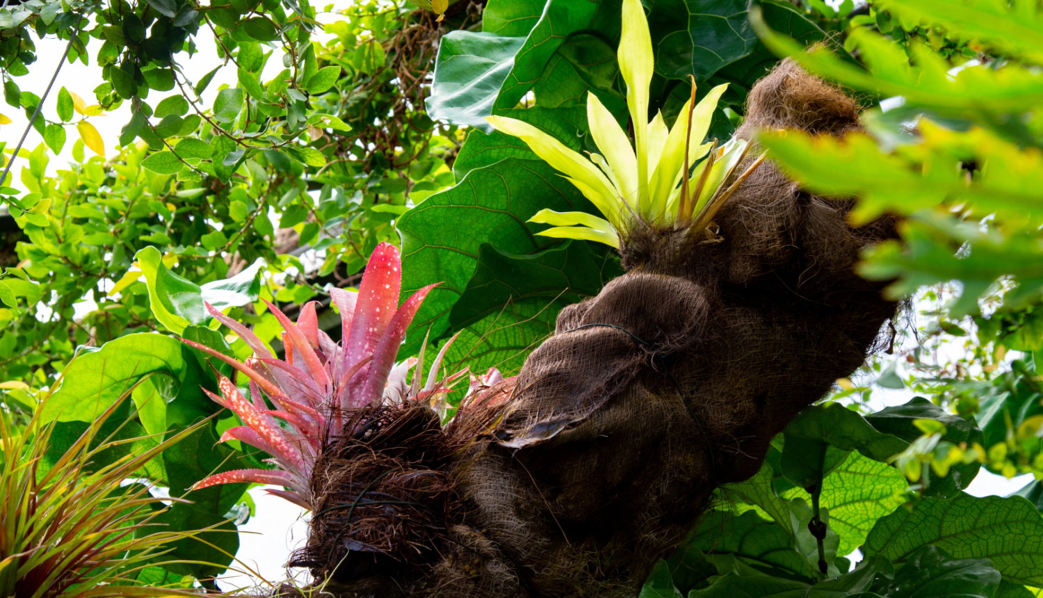 Augi Latvijas Nacionālajā botāniskajā dārzā