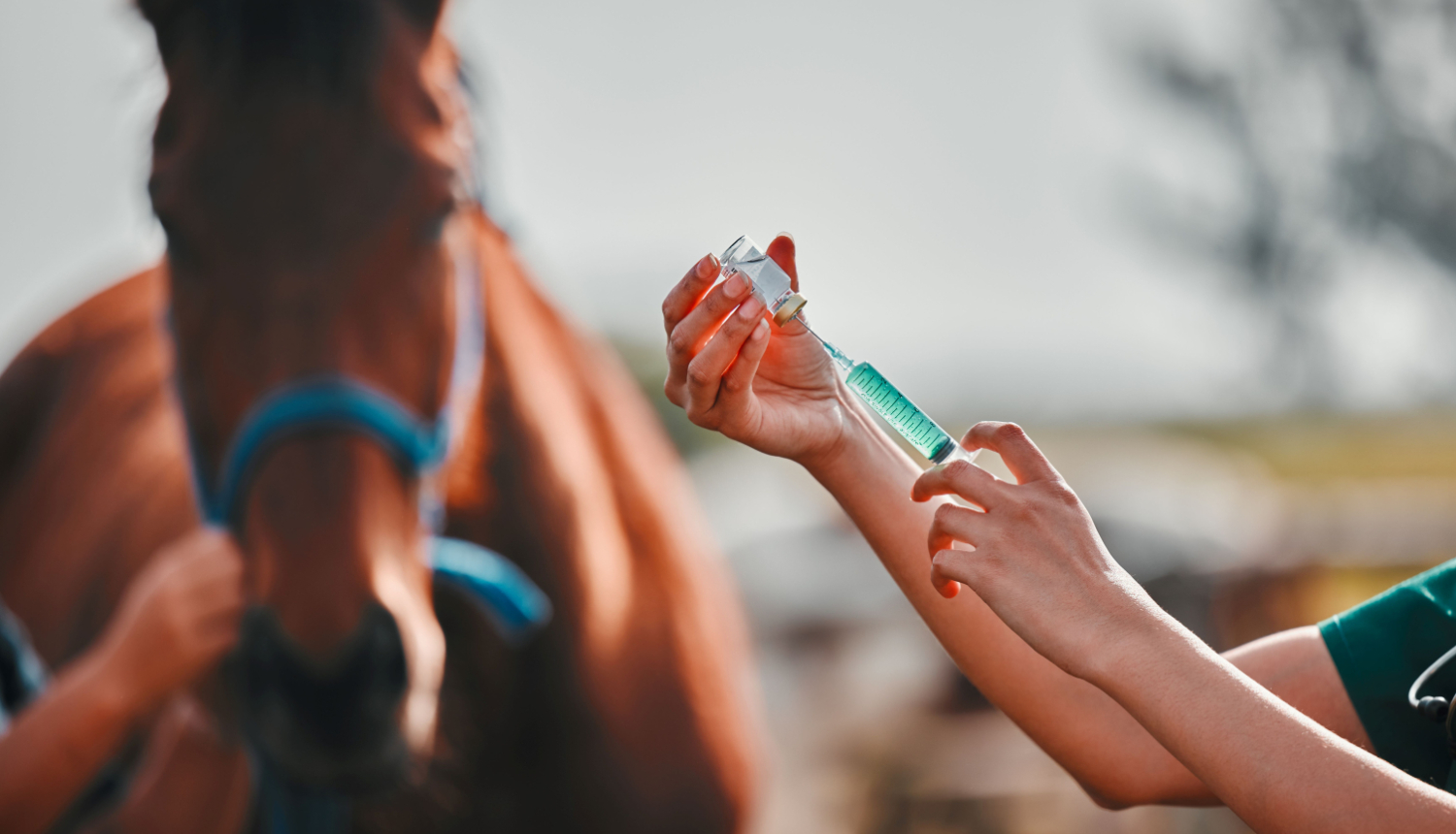 Zirgs, sieviete–veterinārārste un medicīniskā šļirce ārā, laukos – veselībai un labsajūtai. Ārste, profesionāla medmāsa vai veterinārārste tur rokas pie dzīvnieka, lai palīdzētu – injekcija un medicīniskā aprūpe rančo.