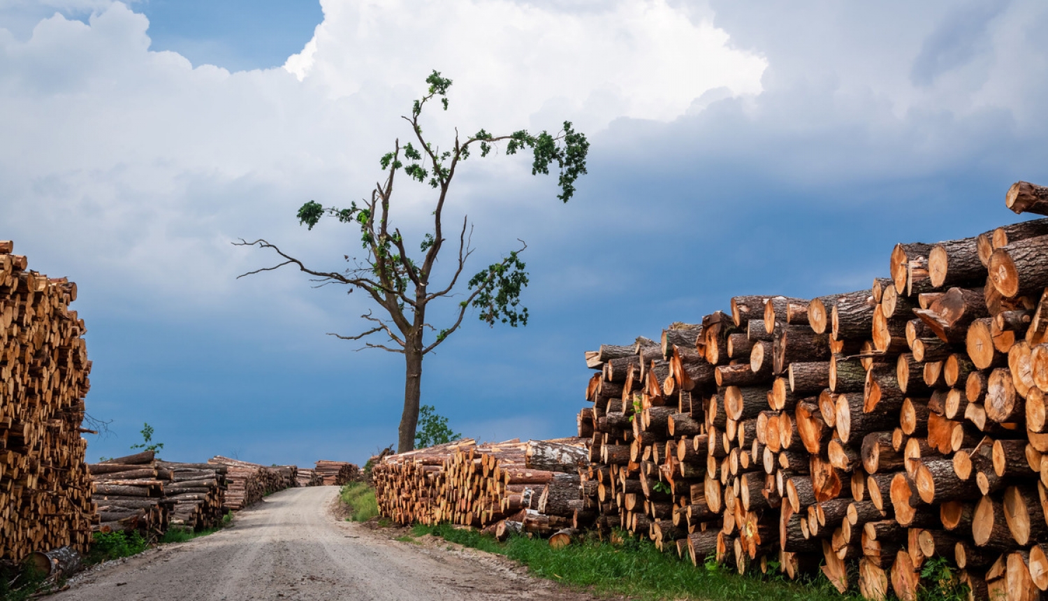Covid-19 krīzes skartās atzītās mežsaimniecības pakalpojumu kooperatīvās sabiedrības varēs saņemt valsts atbalstu