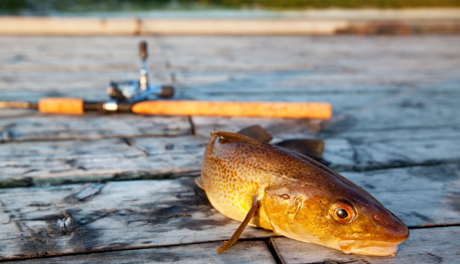 Plāno uzlabot Latvijas ūdeņu zivju resursu stāvokli