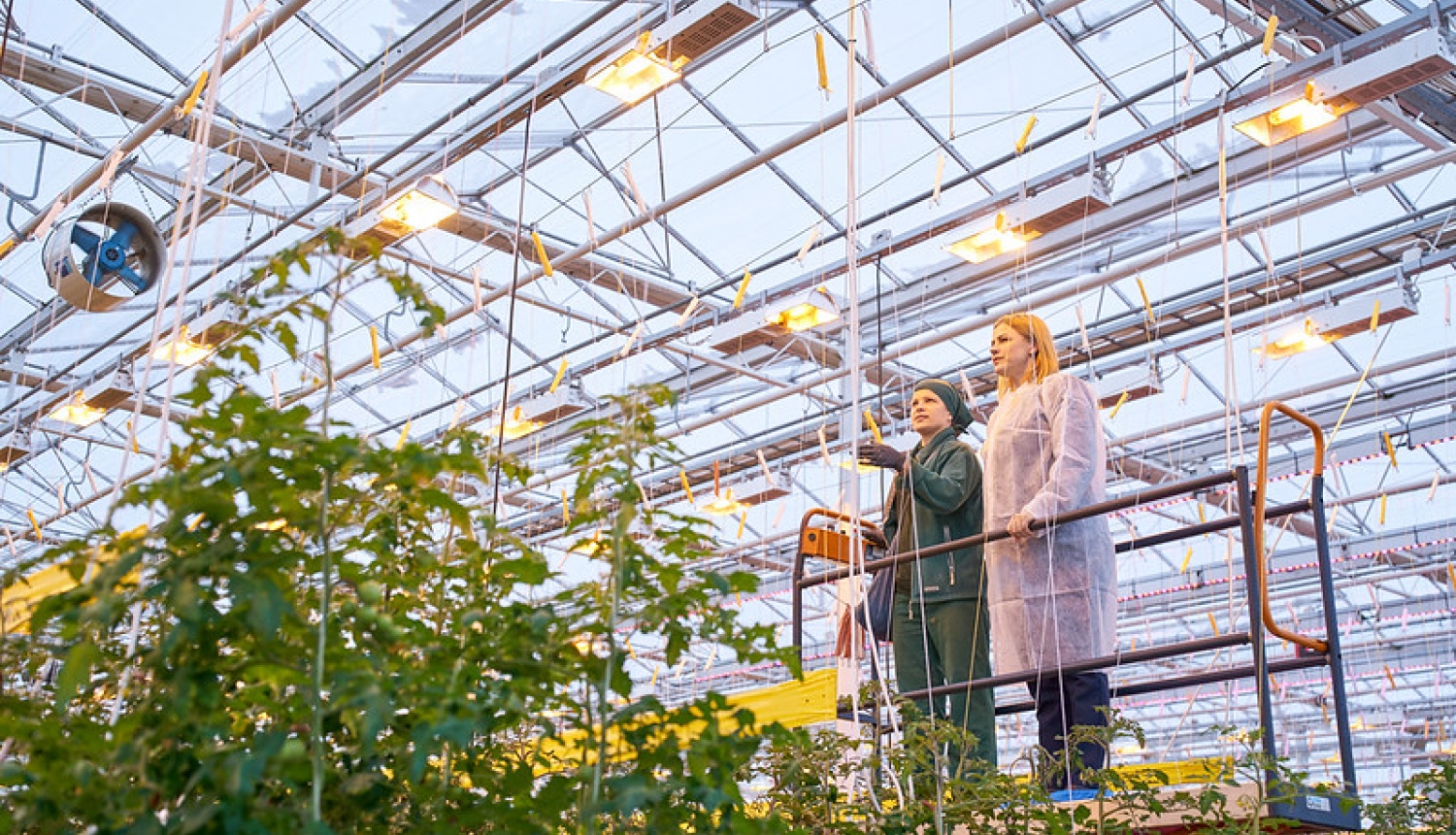 Ministru prezidente Evika Siliņa reģionālajā vizītē - siltumnīcā, kur aug tomāti. Evikai Siliņai blakus stāv siltumnīcas darbinieki. 