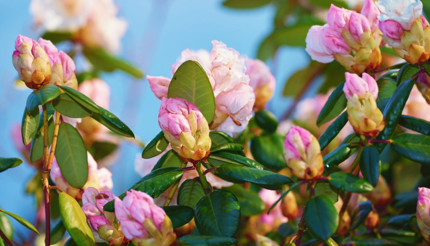 Rododendru krūms ar rozā ziedu pumpuriem